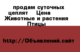 продам суточных цеплят  › Цена ­ 100 -  Животные и растения » Птицы   